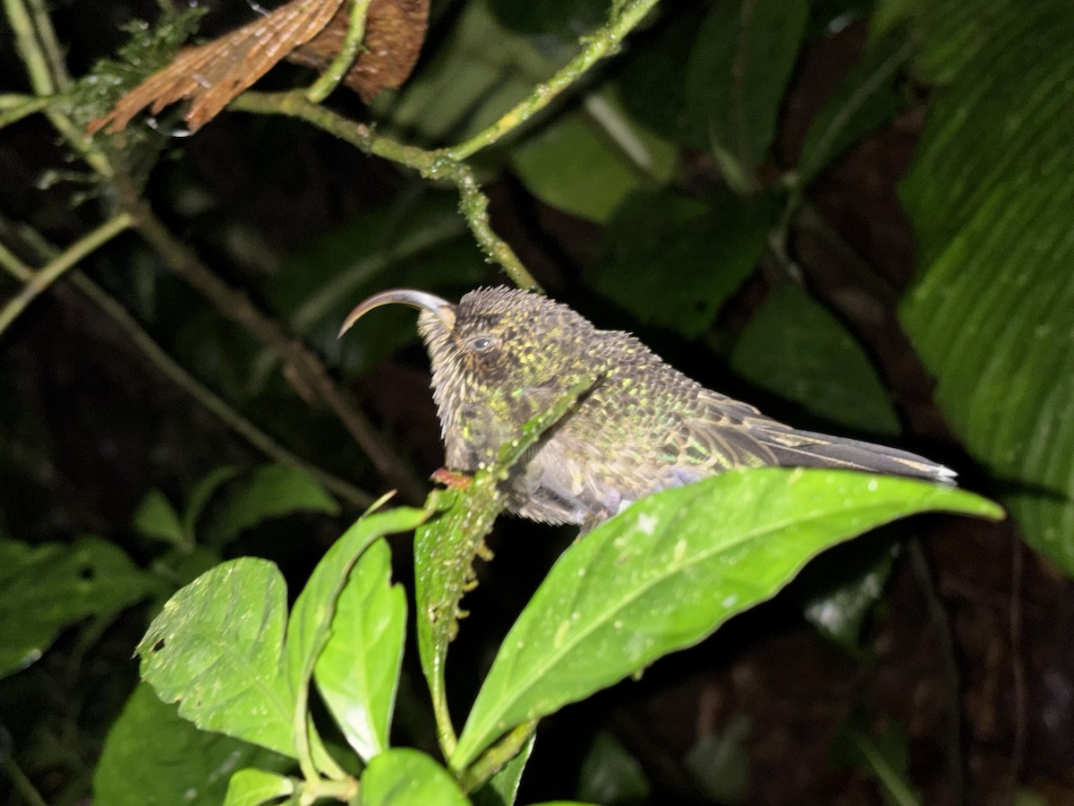 White-tipped Sicklebill - ML644842322