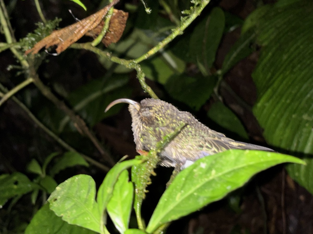 White-tipped Sicklebill - ML644842323