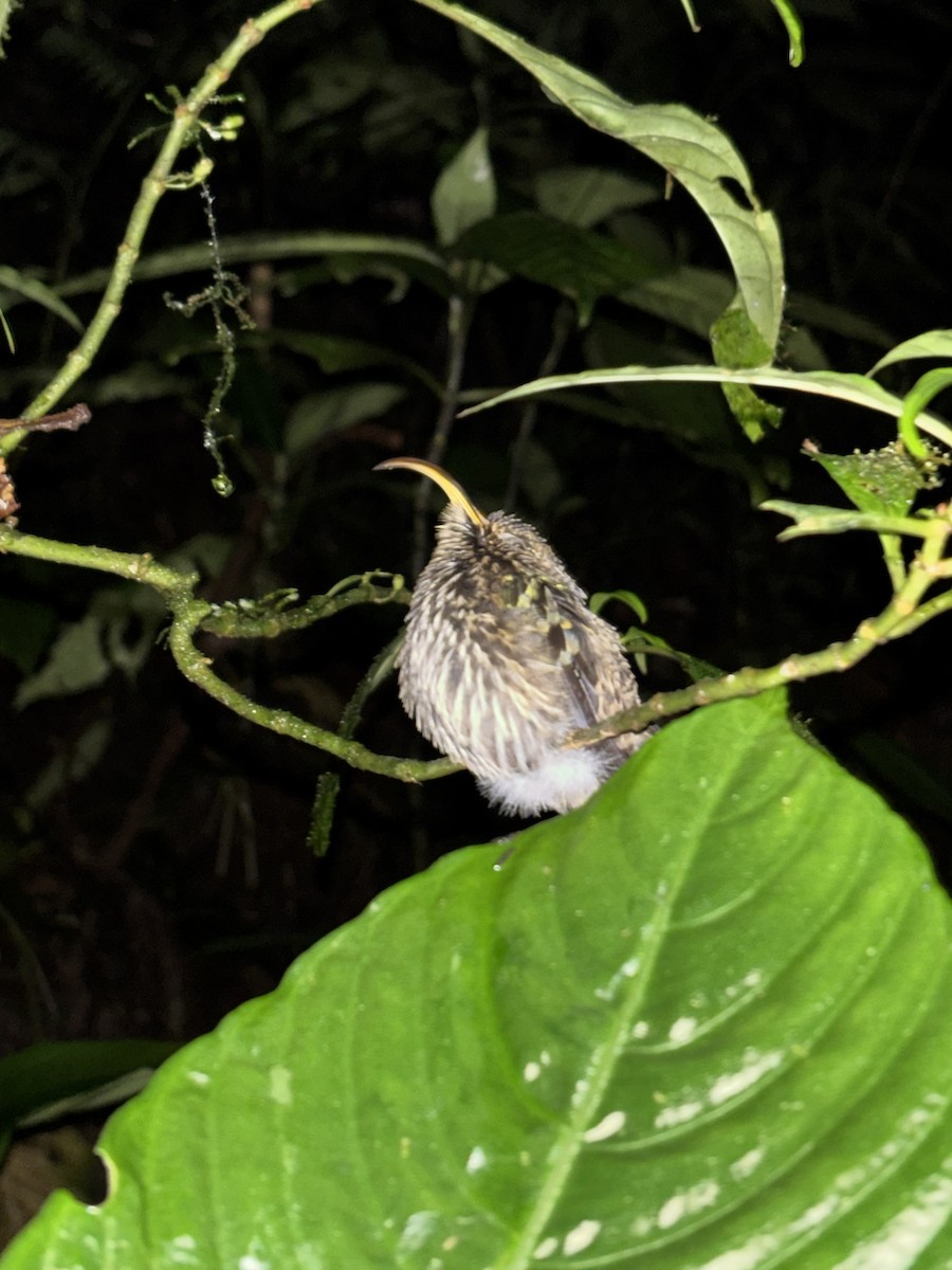 White-tipped Sicklebill - ML644842324
