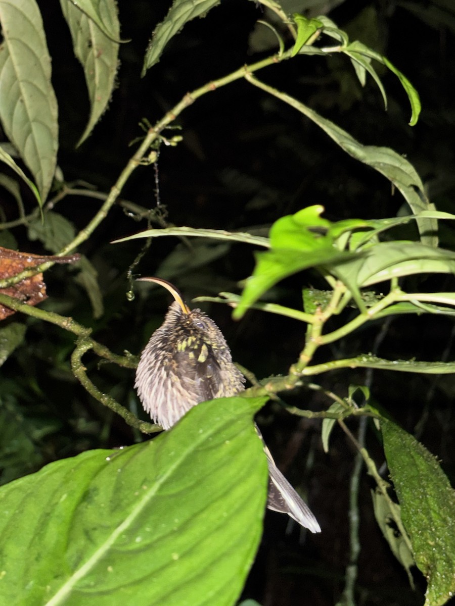 White-tipped Sicklebill - ML644842325