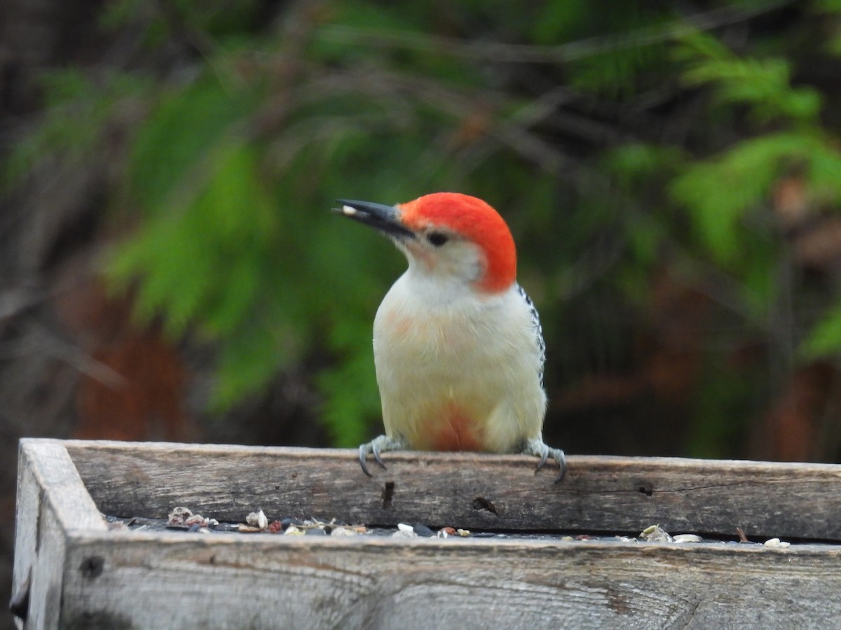 Гіла каролінська - ML644842349