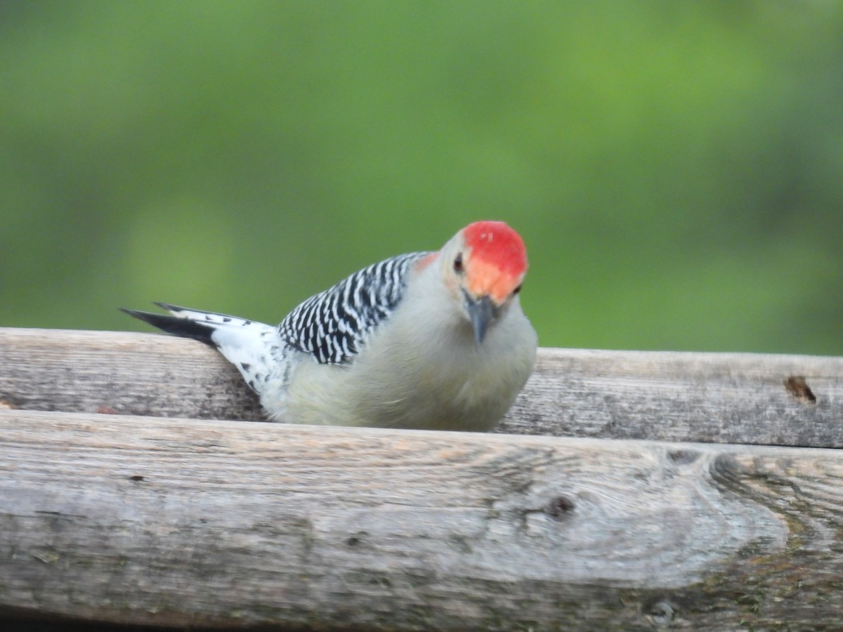 Гіла каролінська - ML644842350