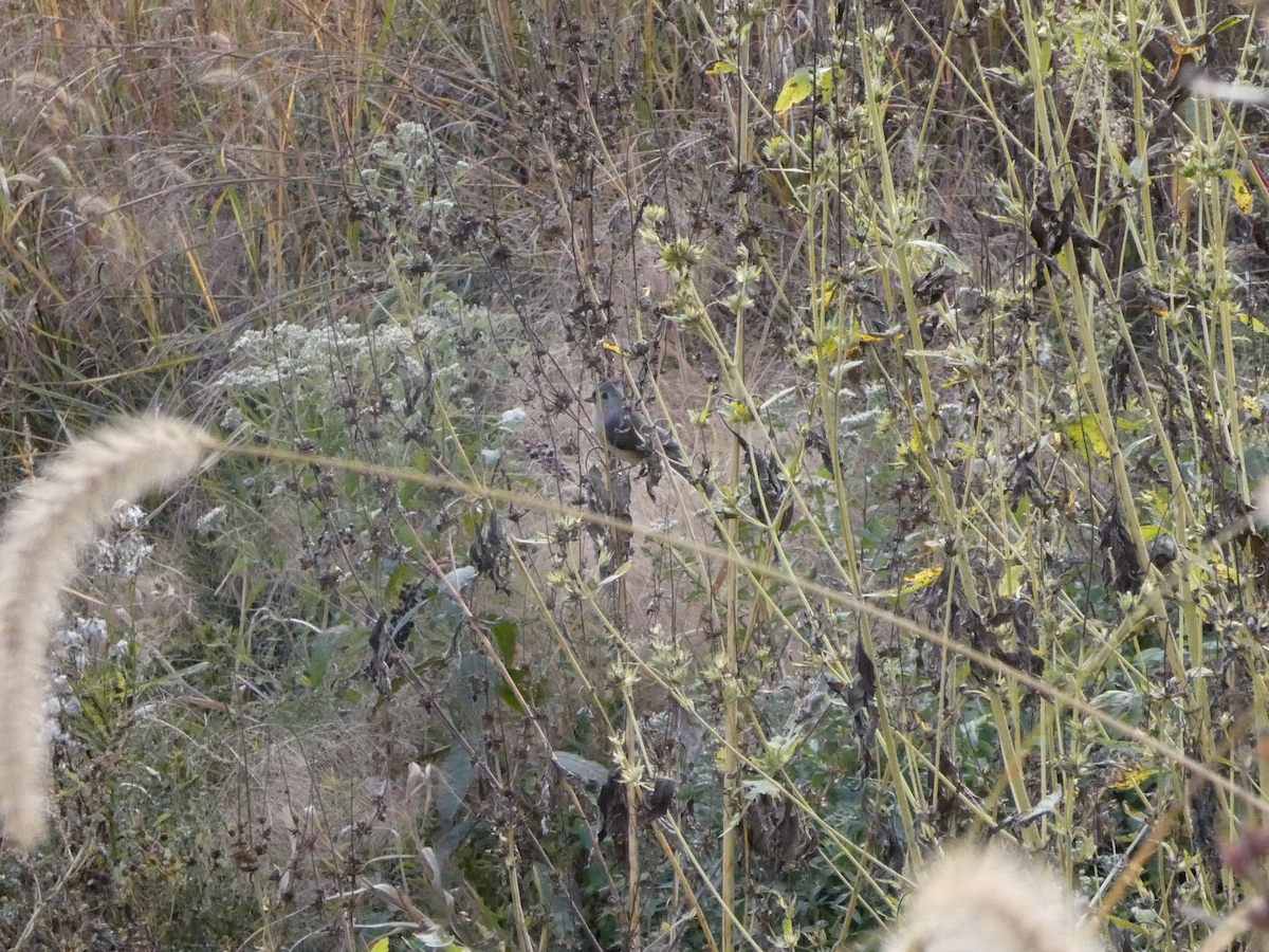 Американская гренадерка - ML644842351