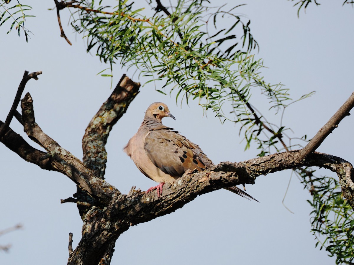 ナゲキバト - ML644842362