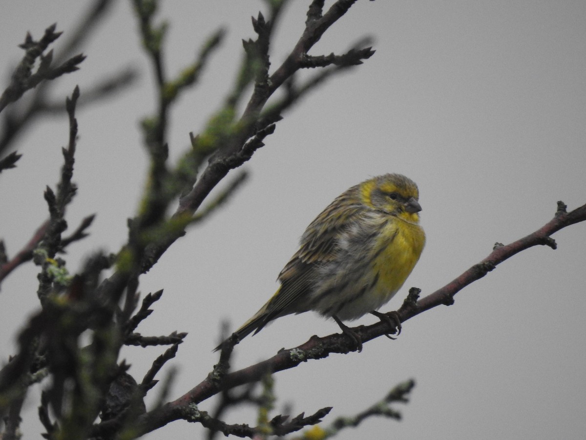 European Serin - ML644842363