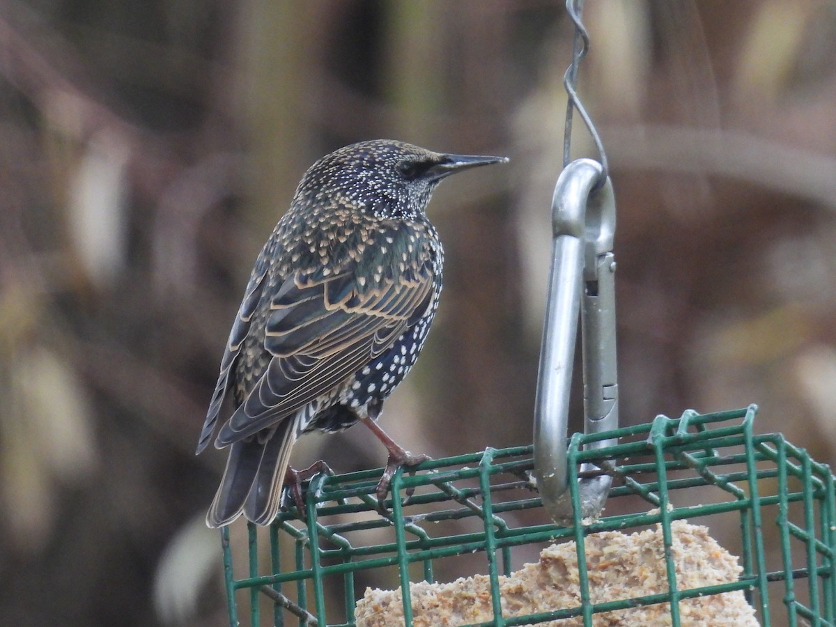 זרזיר מצוי - ML644842365