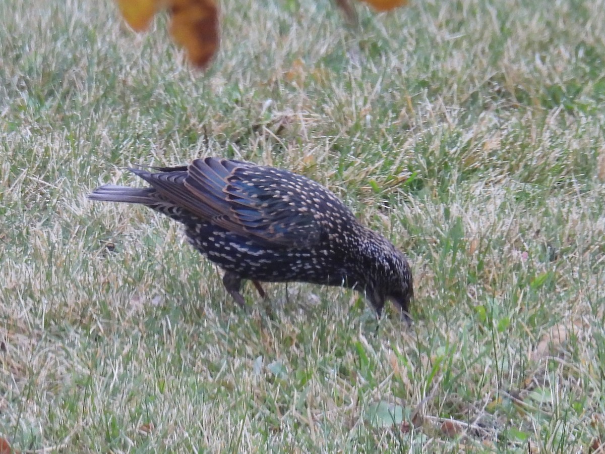 זרזיר מצוי - ML644842366