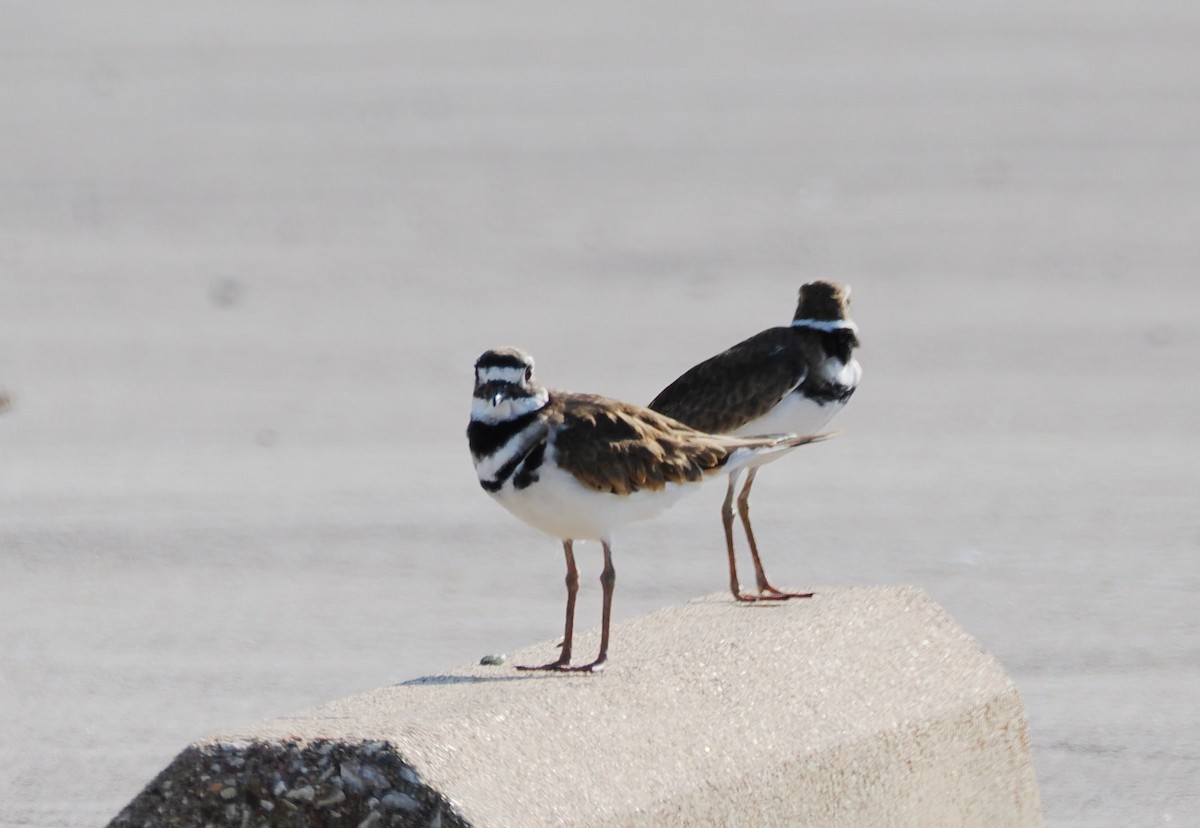 Killdeer - ML644842367