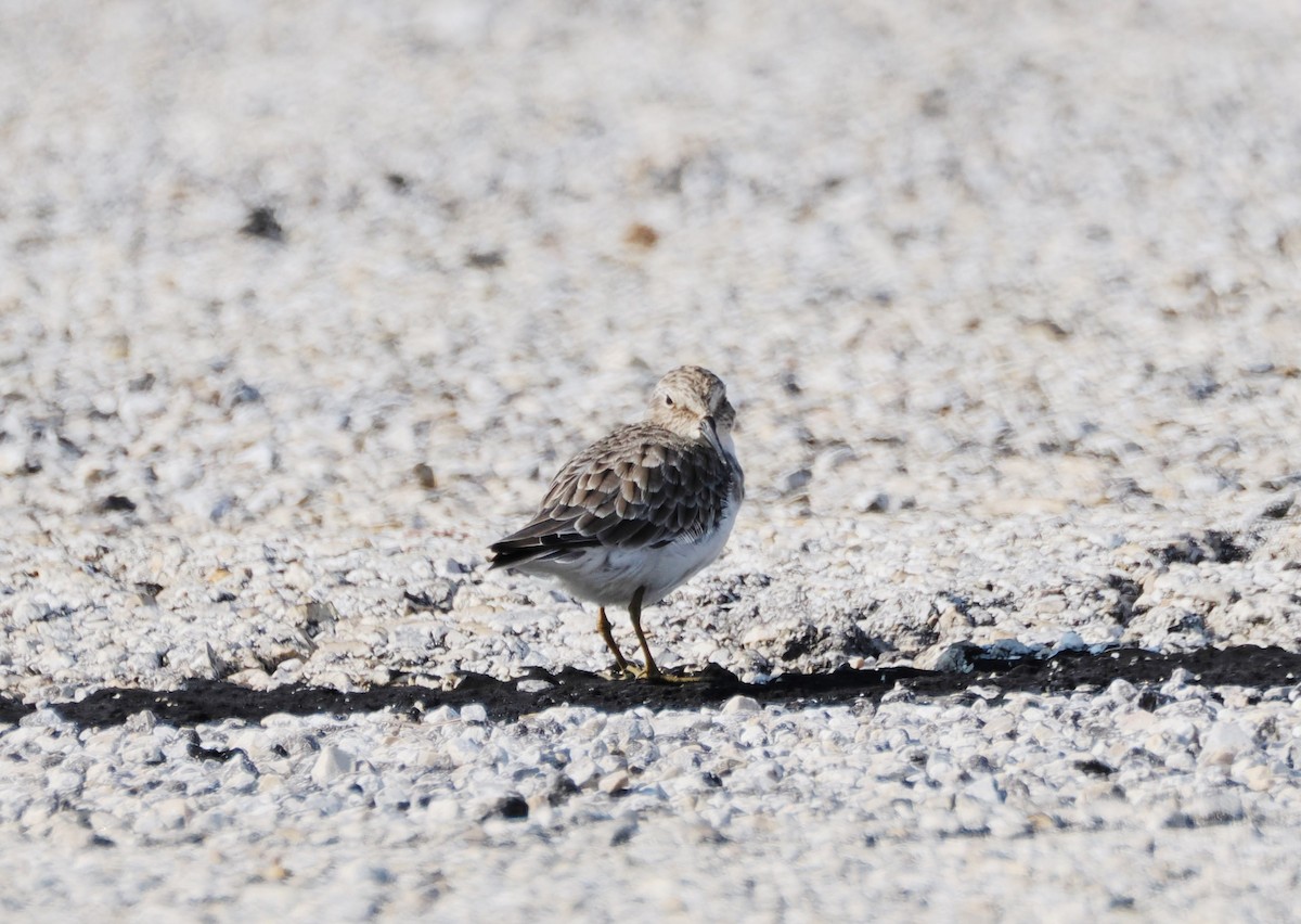 Least Sandpiper - ML644842373