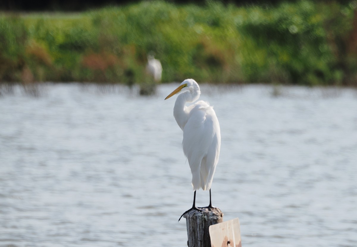 Great Egret - ML644842378