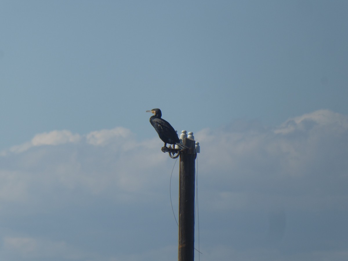 Great Cormorant - ML644842381