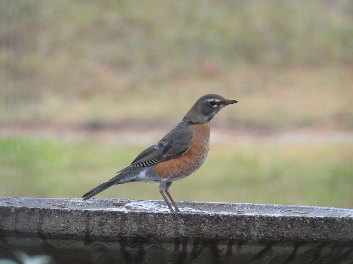 Странствующий дрозд - ML644842382