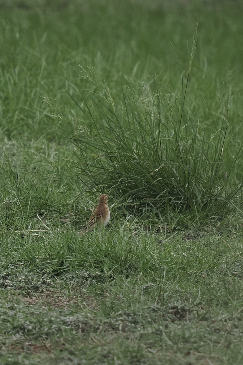 Richard's Pipit - ML644842385