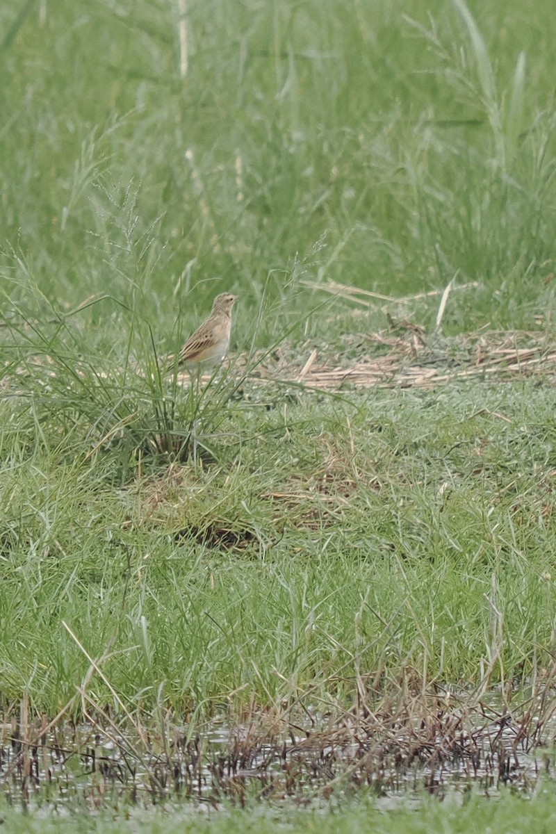 Richard's Pipit - ML644842386