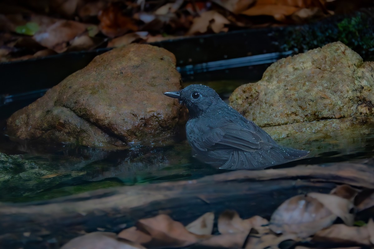 Saturnine Antshrike - ML644842388