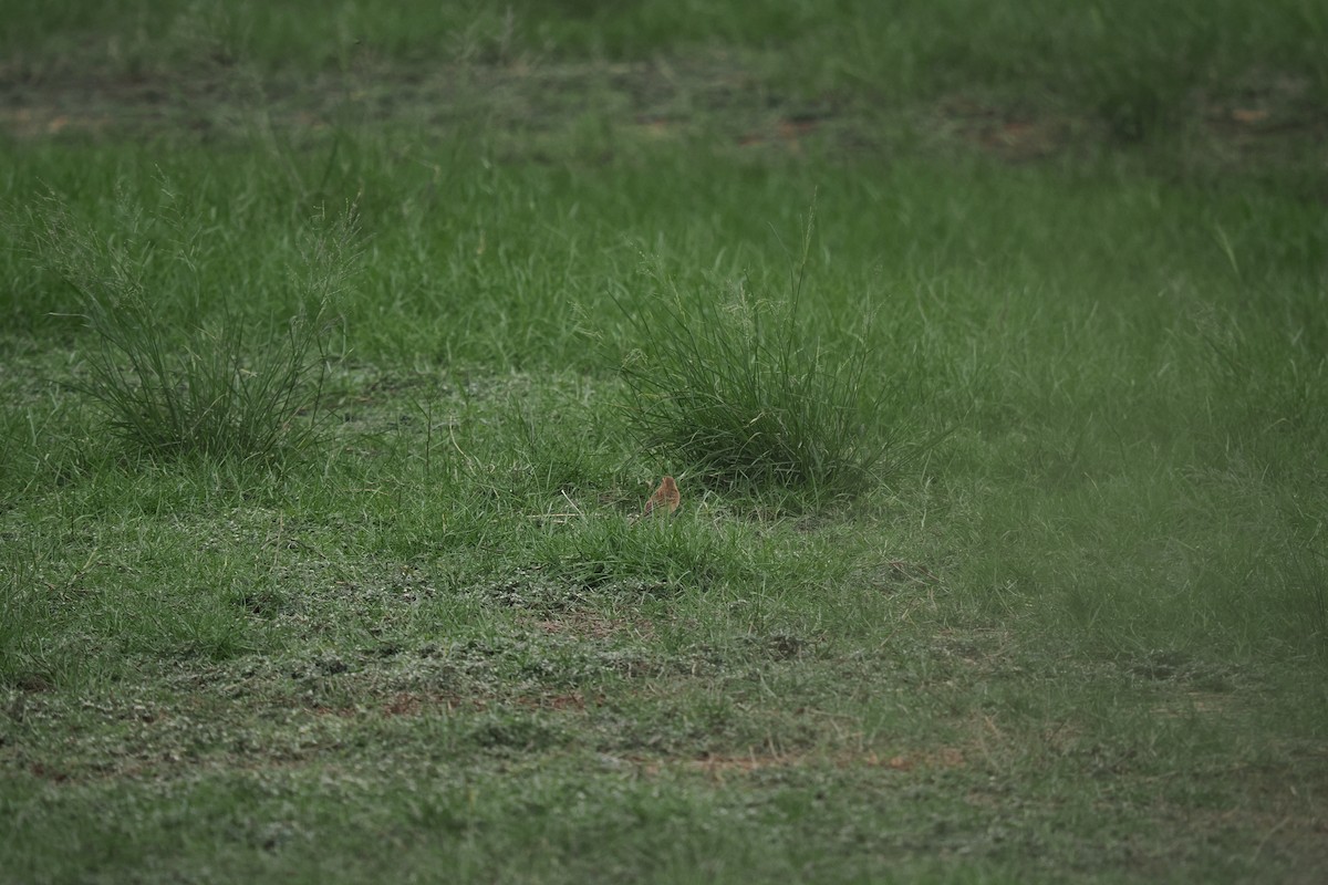 Richard's Pipit - ML644842389