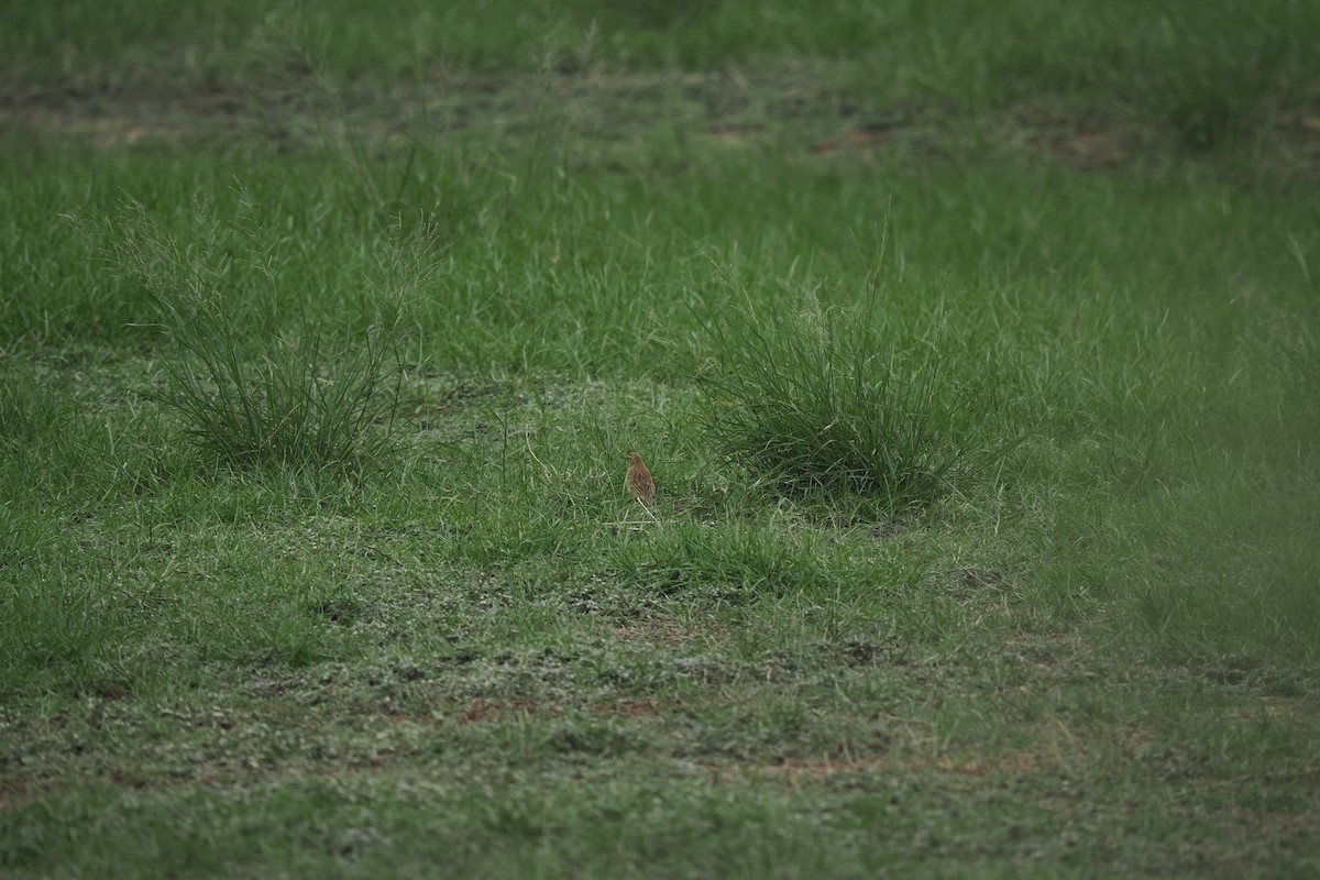 Richard's Pipit - ML644842390