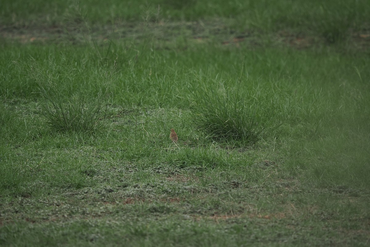 Richard's Pipit - ML644842391