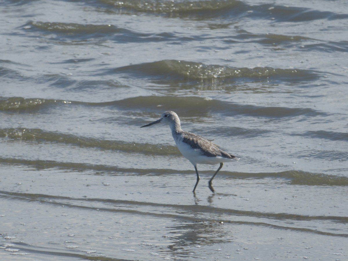 Common Greenshank - ML644842402