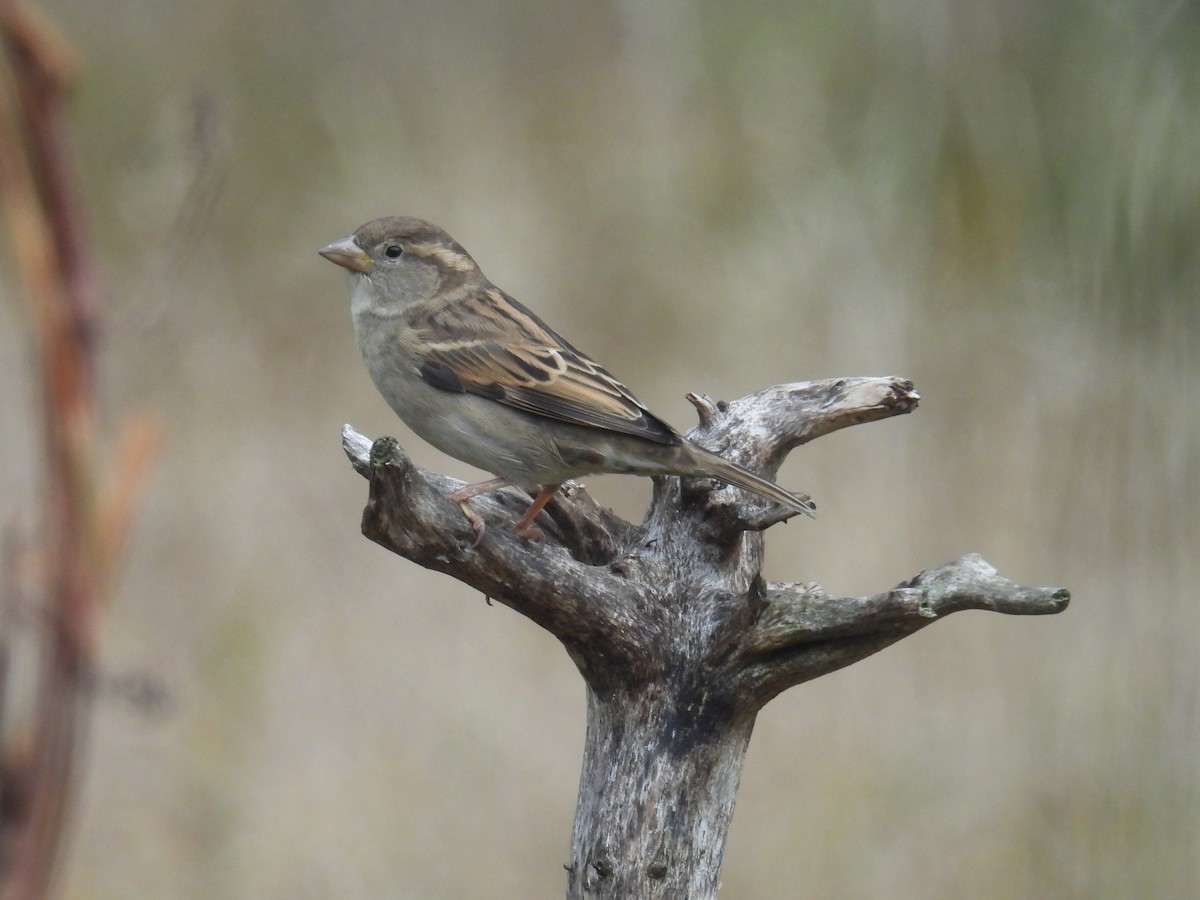 House Sparrow - ML644842417