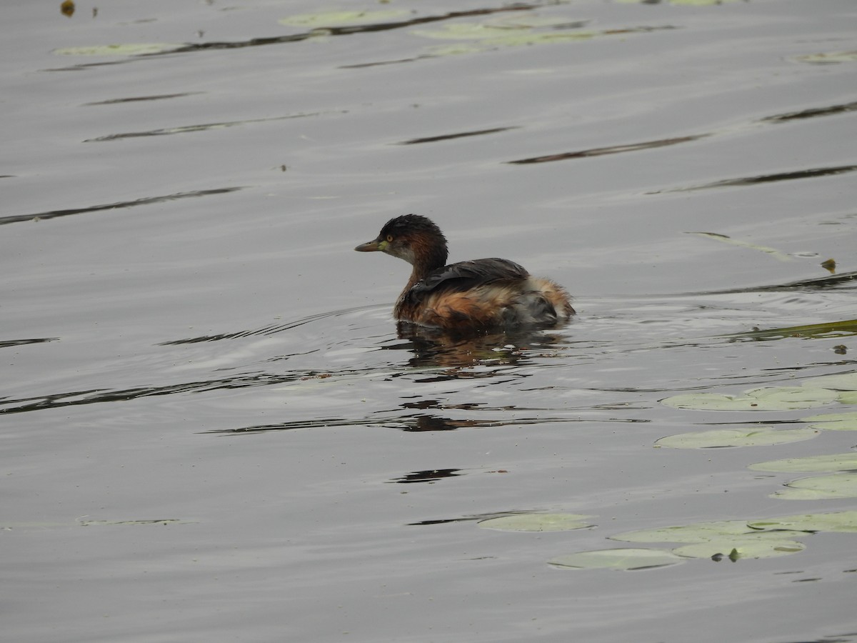 Australasian Grebe - ML644842421