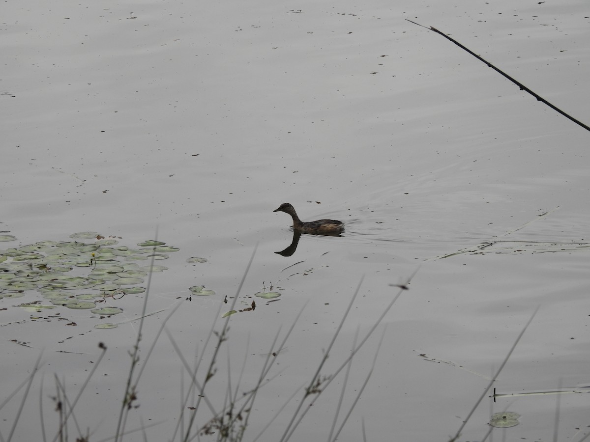 Australasian Grebe - ML644842422
