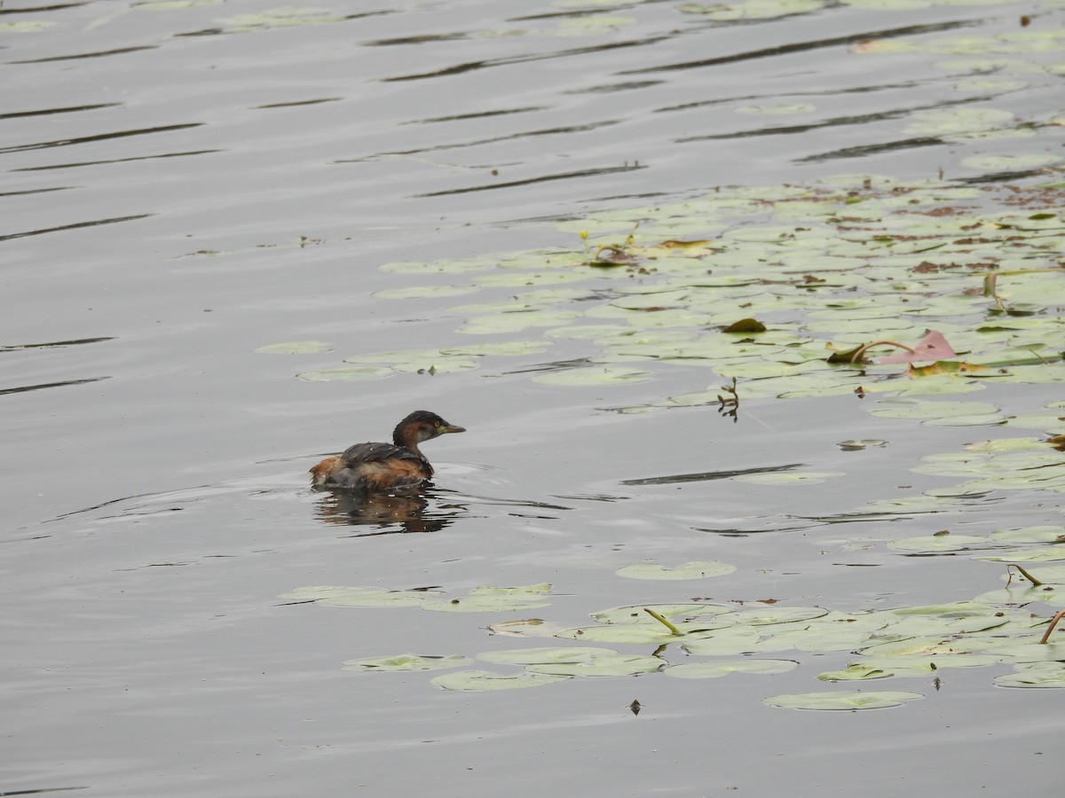 Australasian Grebe - ML644842423