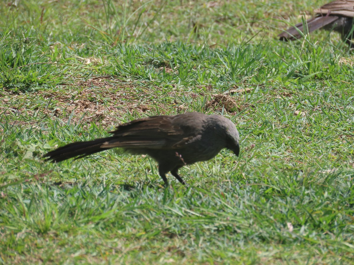 Apostlebird - ML644842429