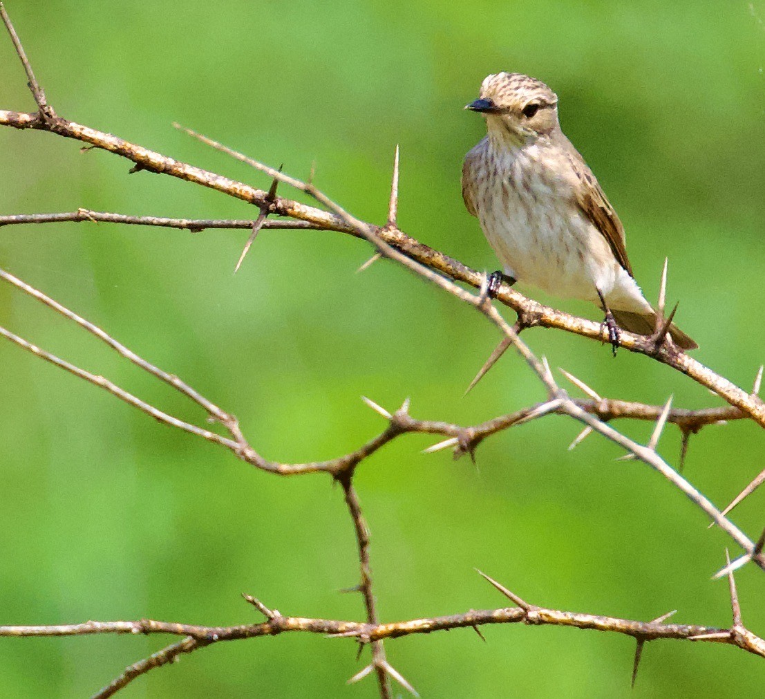 Spotted Flycatcher - ML644842458