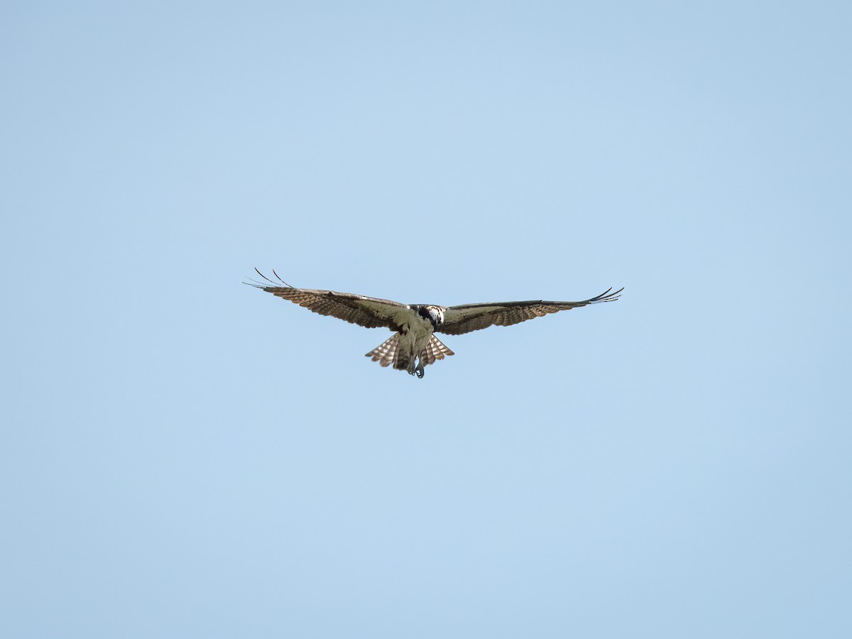 Скопа (carolinensis) - ML644842462