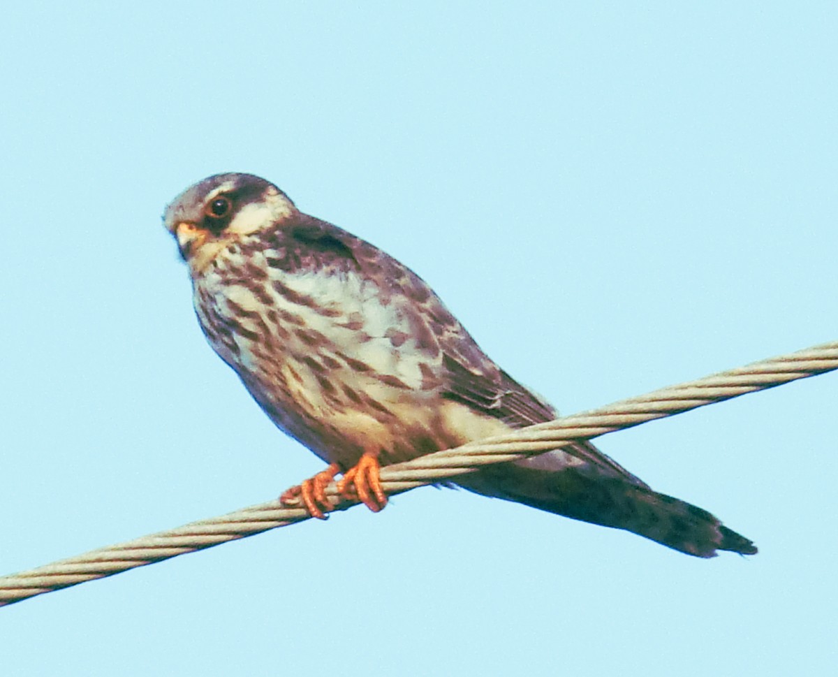 Amur Falcon - ML644842469