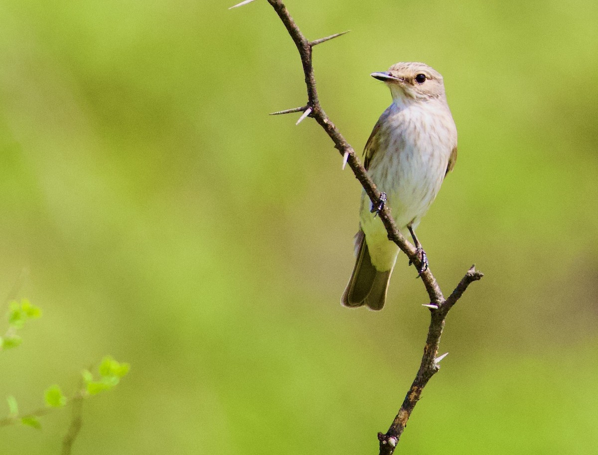 Spotted Flycatcher - ML644842471