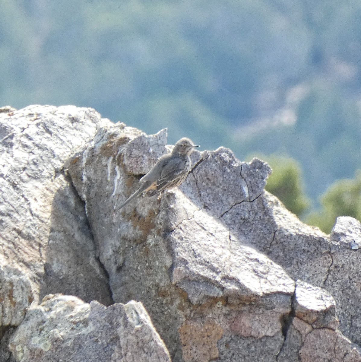 Sage Thrasher - ML644842477