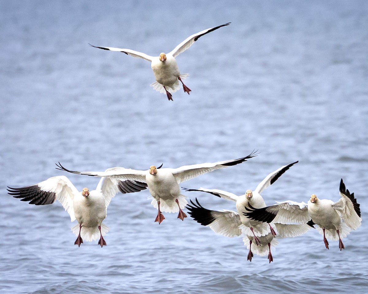 Snow Goose - ML644842488