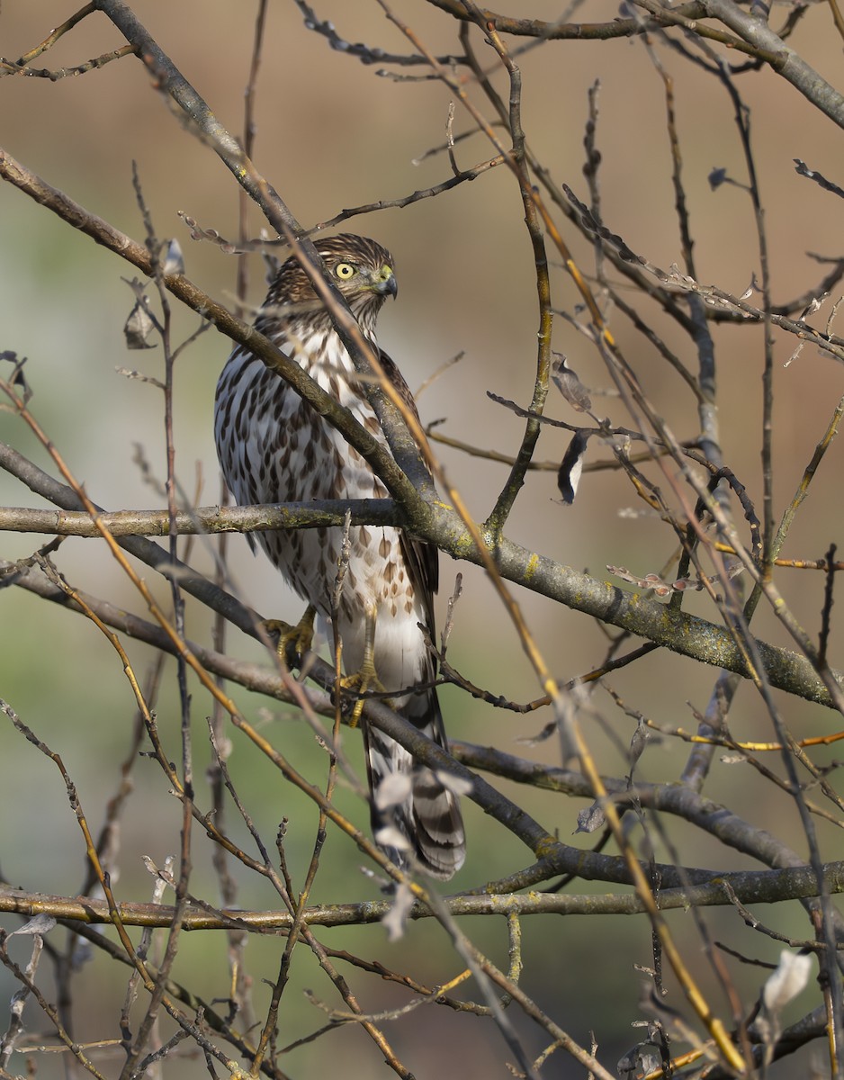 Cooper's Hawk - ML644842493
