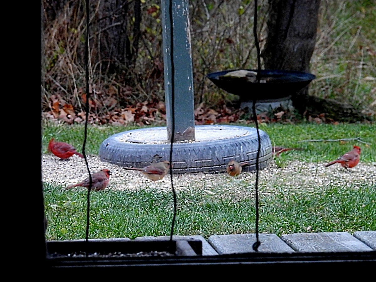 Rotkardinal - ML644842503