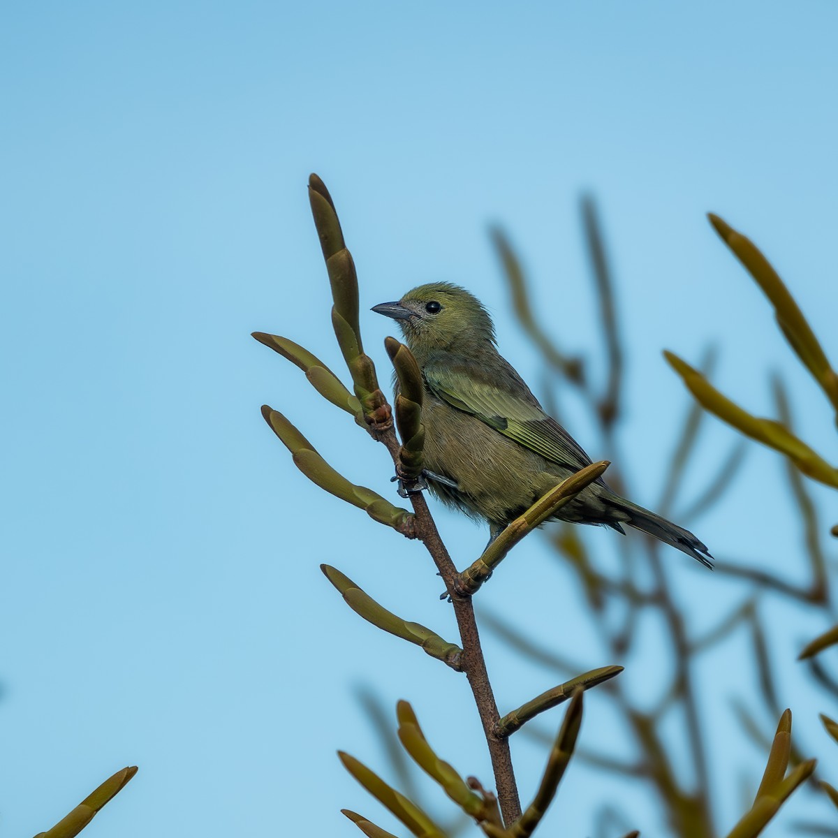 Tangara des palmiers - ML644842513
