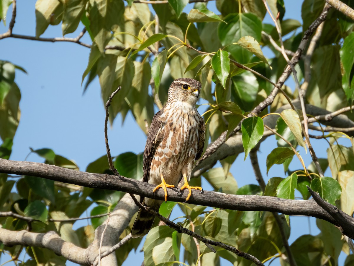 Merlin - ML644842515