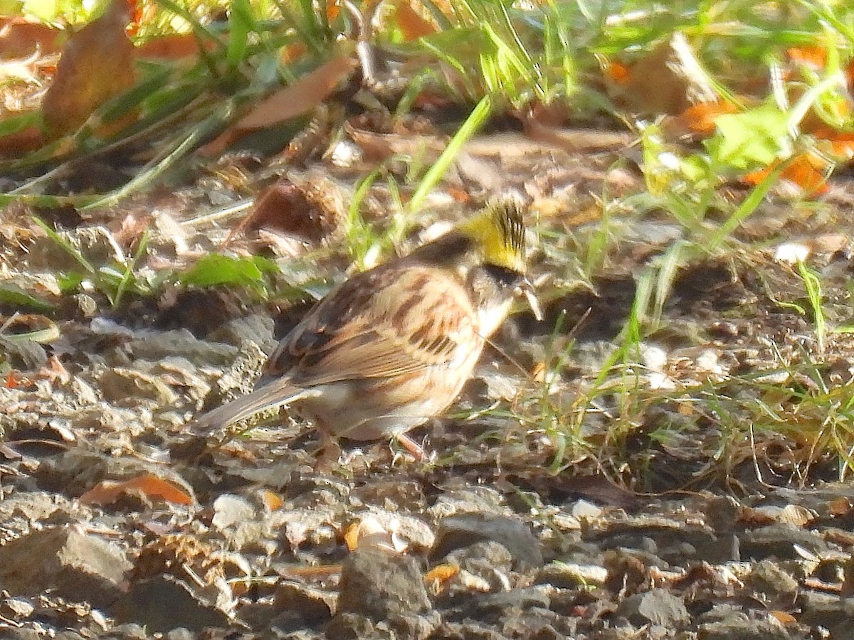 Yellow-throated Bunting - ML644842518