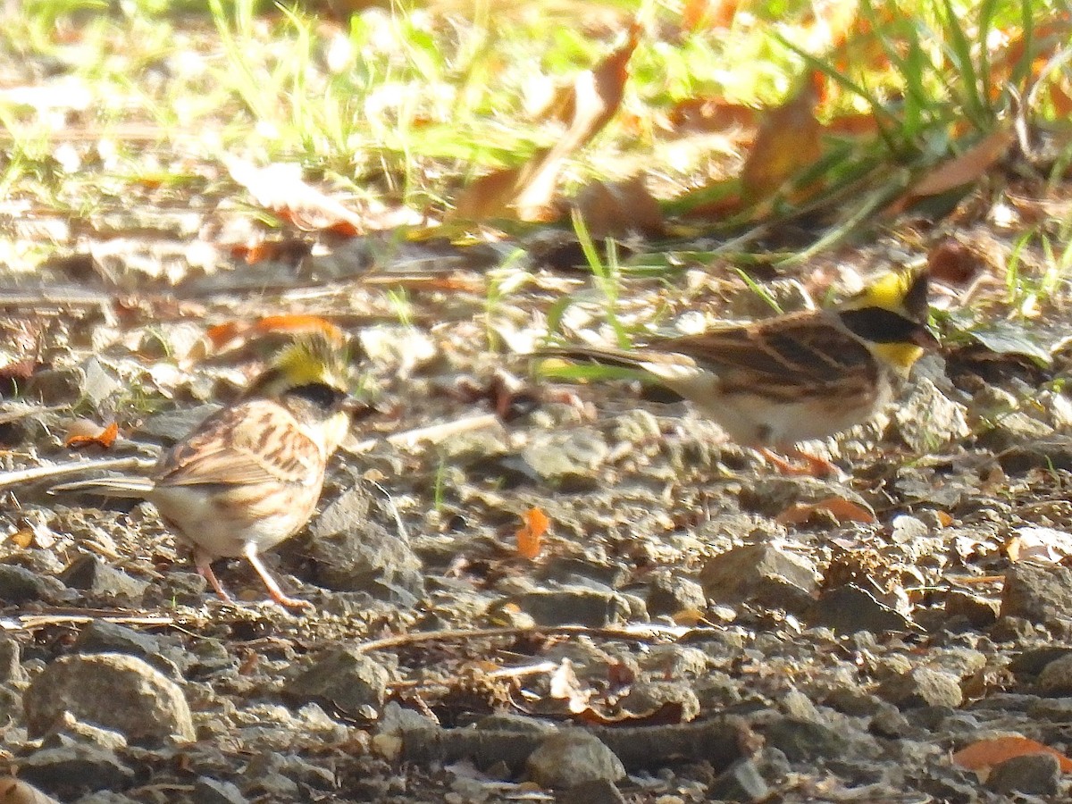 Yellow-throated Bunting - ML644842519