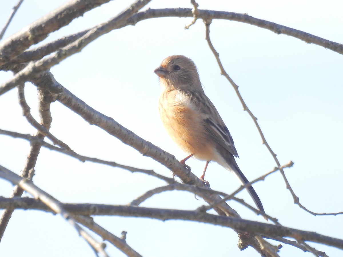 Long-tailed Rosefinch - ML644842529