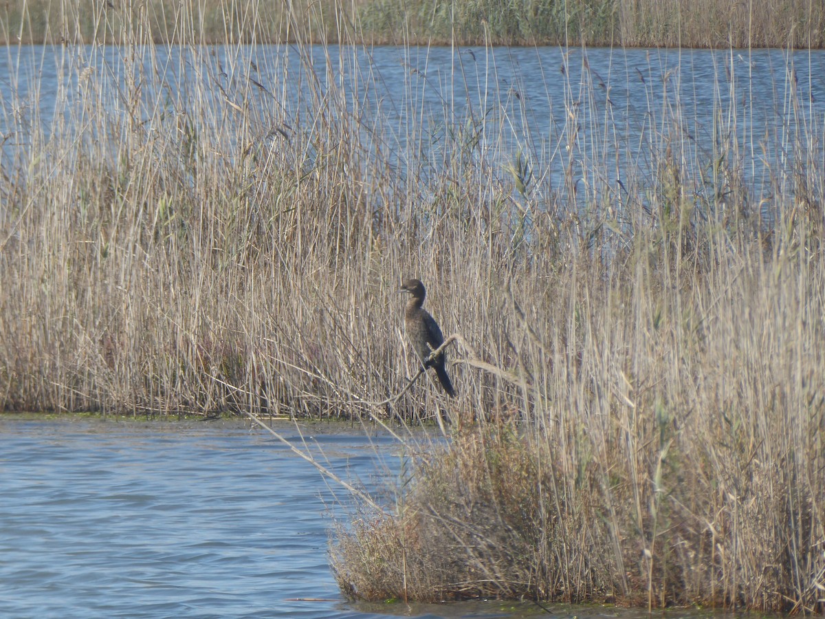 Pygmy Cormorant - ML644842530