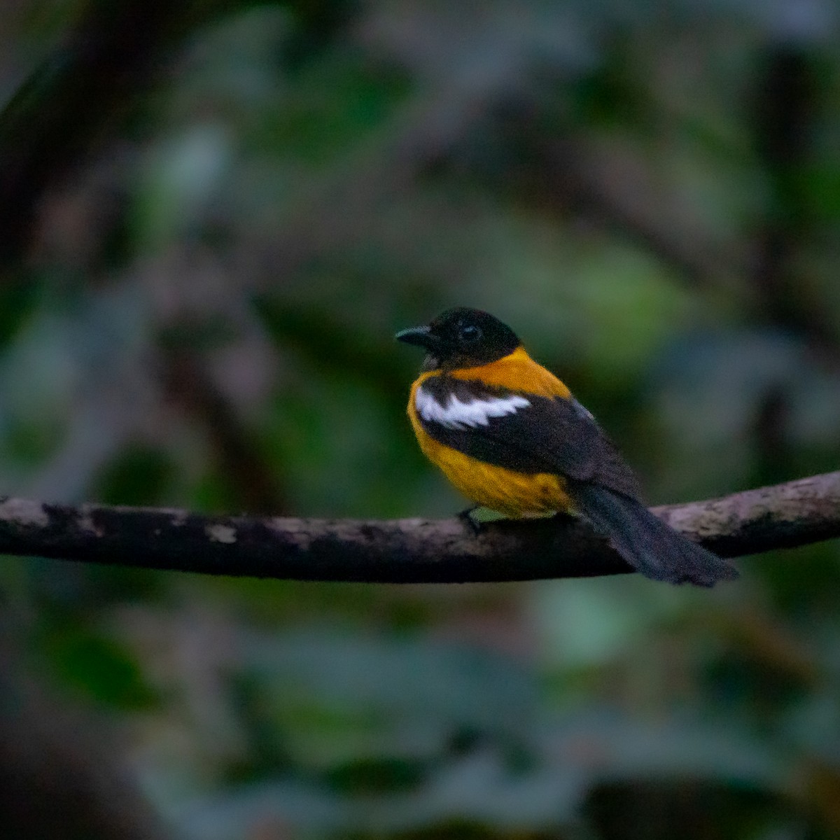 White-winged Shrike-Tanager - ML644842532