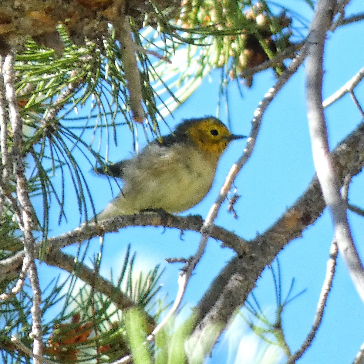 Paruline à tête jaune - ML644842543