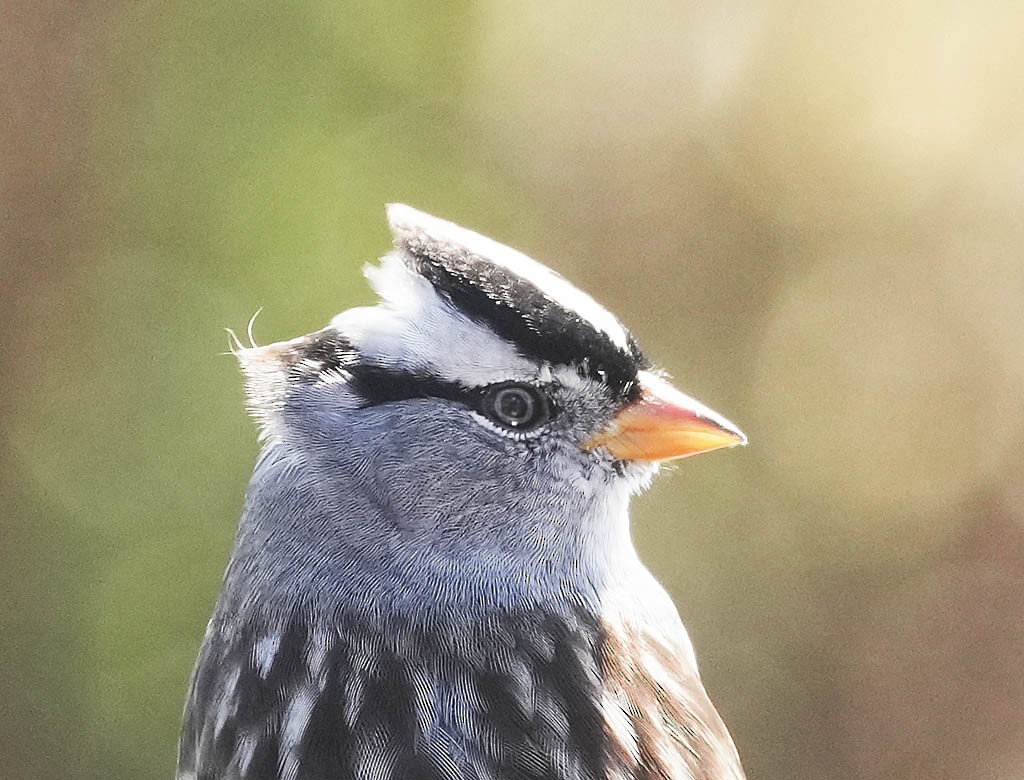 Bruant à couronne blanche - ML644842552