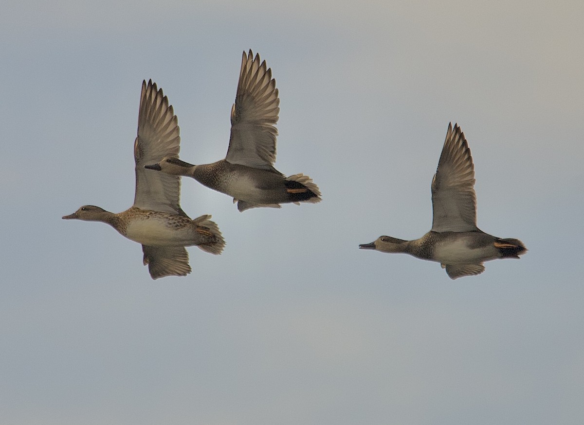 Gadwall - ML644842556