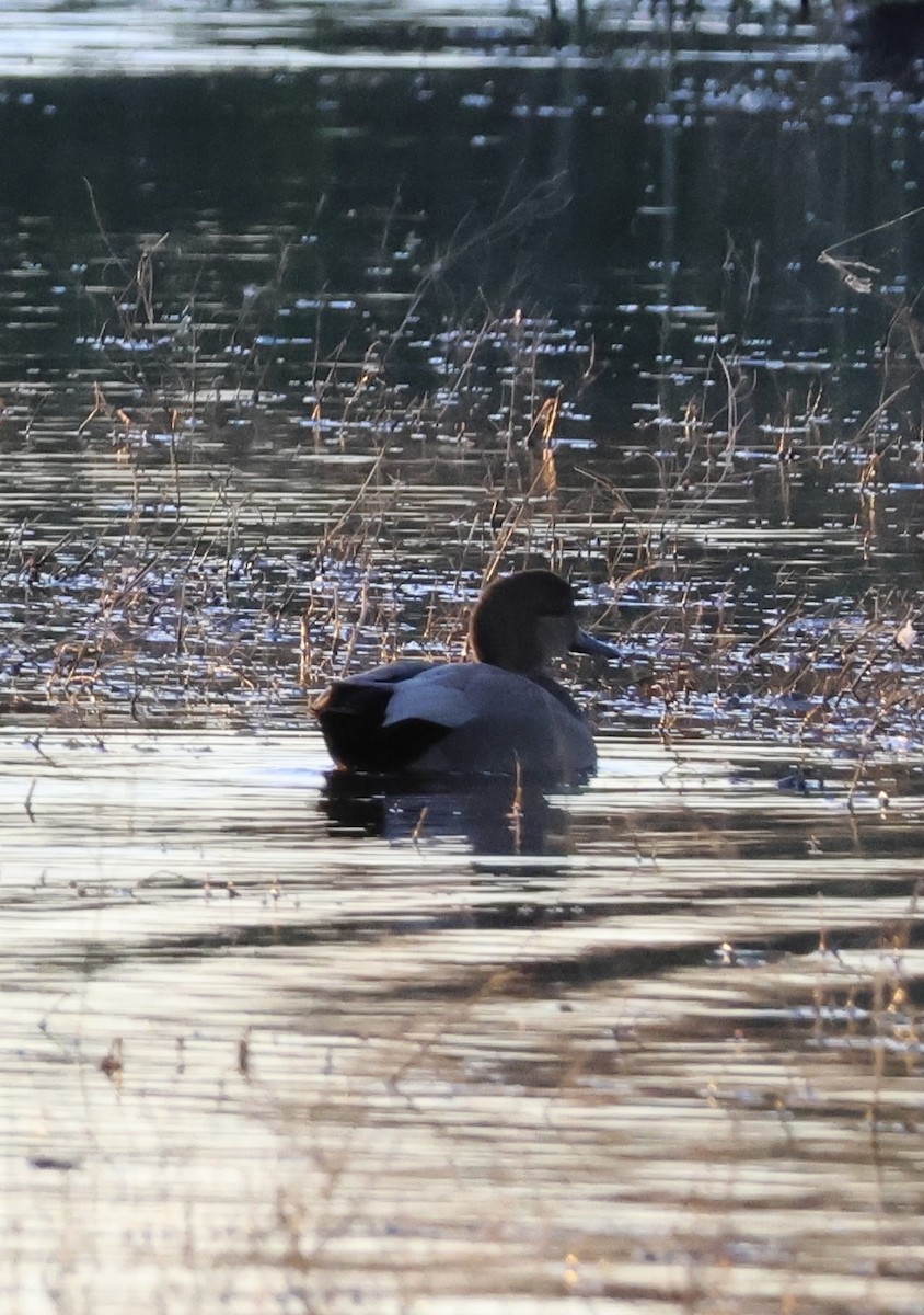 Gadwall - ML644842563