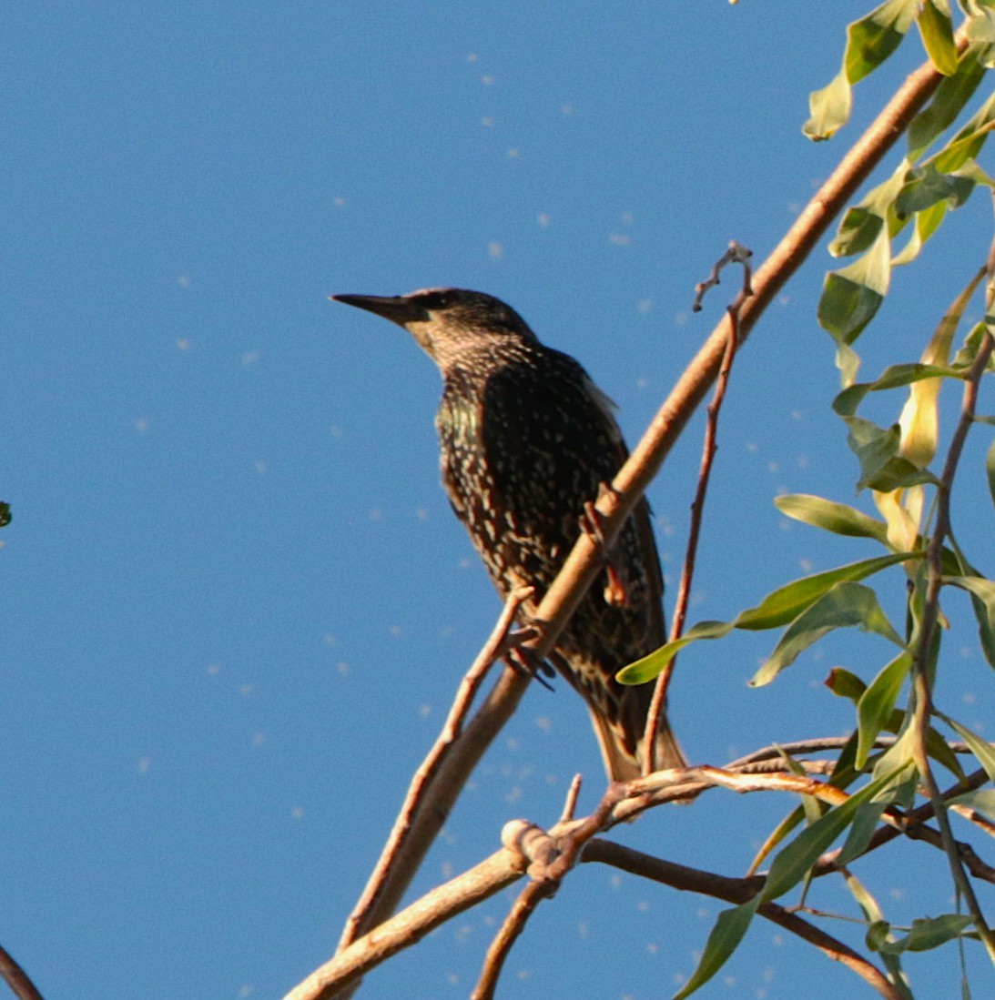 זרזיר מצוי - ML644842566