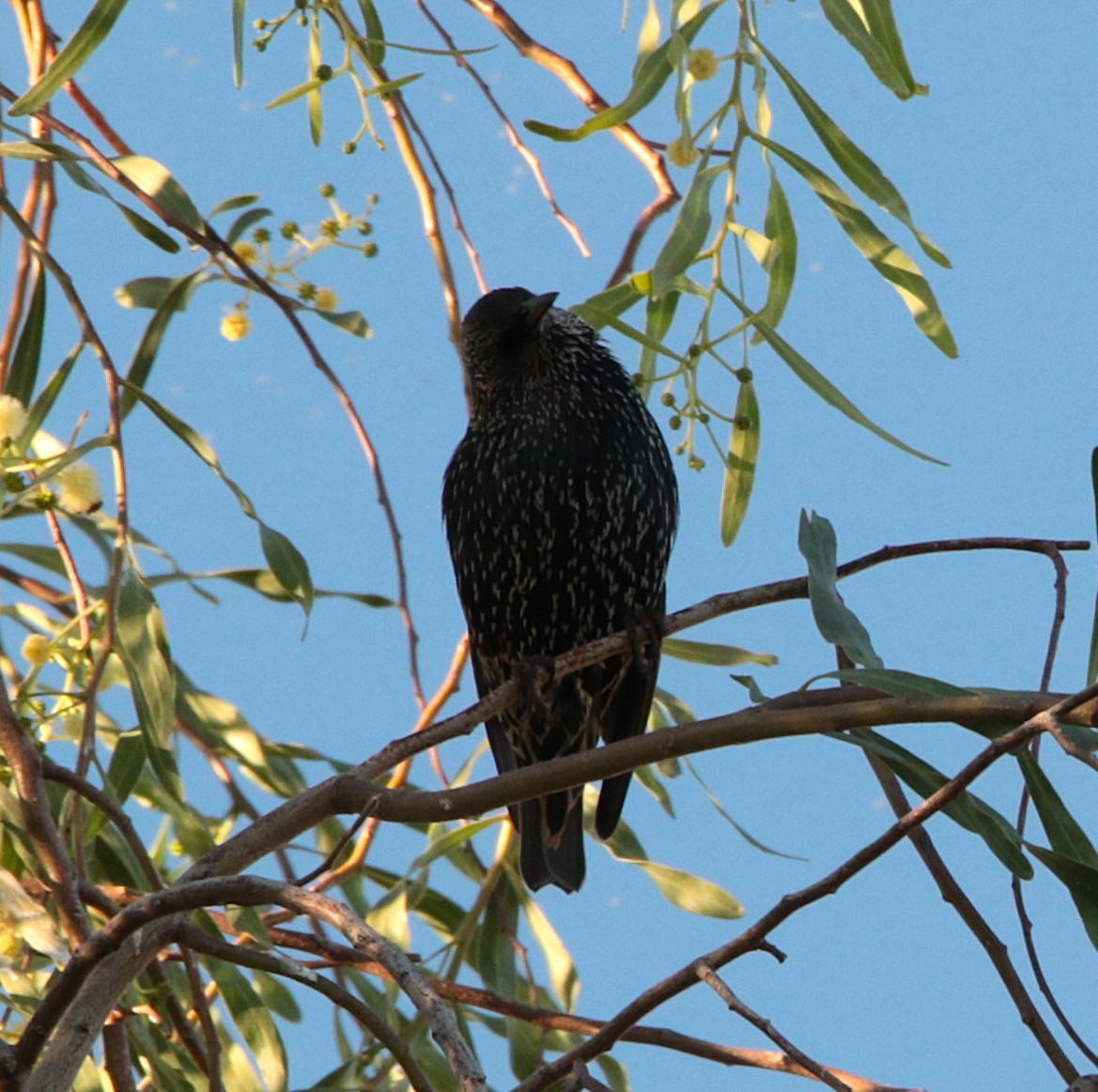 זרזיר מצוי - ML644842567