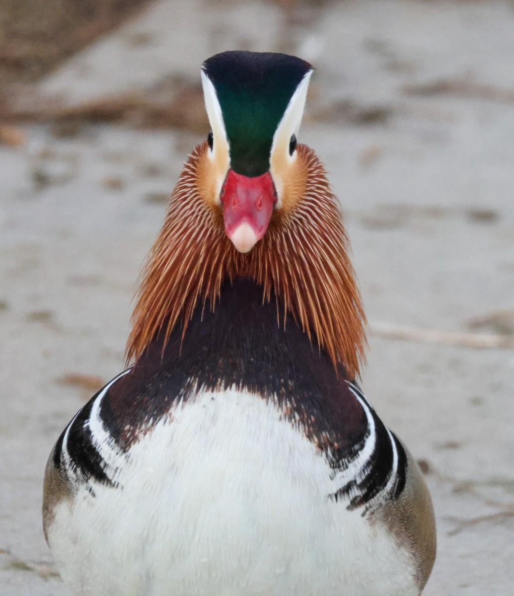 Mandarin Duck - ML644842570